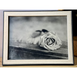 Photo collodion humide rose