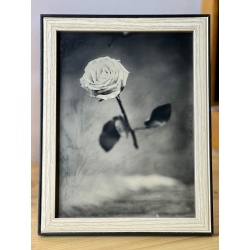 Photo collodion humide rose magique