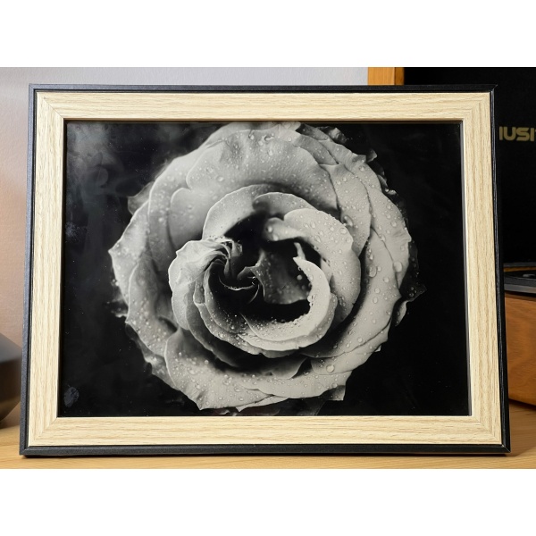 Photo collodion humide fleurs rose