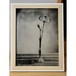 Photo collodion humide fleurs