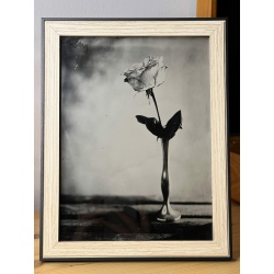 Photo collodion humide rose